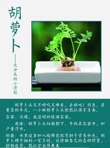 吃不完，养起来，23种蔬菜水果变盆栽！